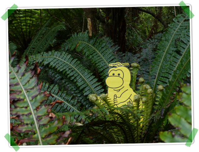 Das Matuffli versteckt sich zum Kiwi-Spotting.